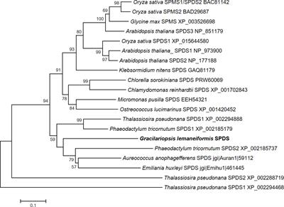 Characterization of Spermidine Synthase (SPDS) Gene and RNA−Seq Based Identification of Spermidine (SPD) and Spermine (SPM) Involvement in Improving High Temperature Stress Tolerance in Gracilariopsis lemaneiformis (Rhodophyta)